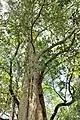 Lagerstroemia calyculata, temple d'Angkor, Cambodge.