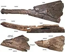 Mystriosaurus laurillardi holotype.