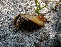 Une coquille vide de Modiolus auriculatus