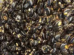 Description de l'image Mytilus californianus (California mussel) 01.jpg.