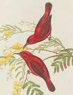 Description de l'image Myzomela cruentata - The Birds of New Guinea (cropped).jpg.