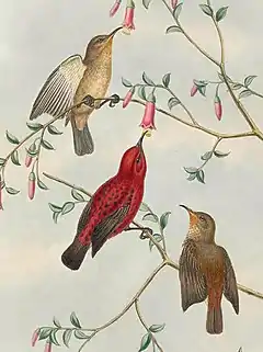 Description de l'image Myzomela wakoloensis - The Birds of New Guinea (cropped).jpg.