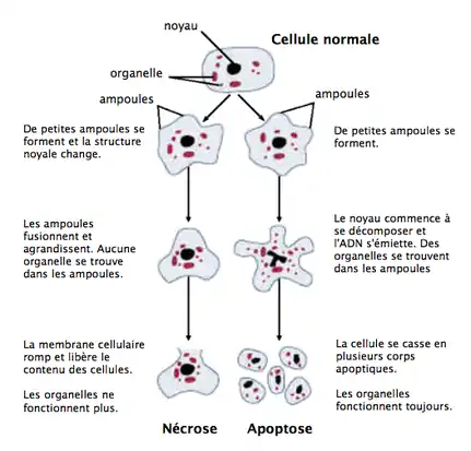 Étapes que suit une cellule lors de la nécrose.