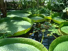 Description de l'image Nénuphar Géant d'Amazonie (Victoria Cruziana).jpg.