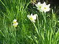 Narcissus tazetta subsp. italicus et Narcissus ×medioluteus.