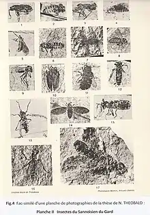 Fig.4 : Thèse de Nicolas Théobald, pl. II, Insectes du Sannoisien du Gard entre 33,9 et 28,1 millions d'années
