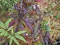 Plante carnivore Nepenthes , fougère et mousses