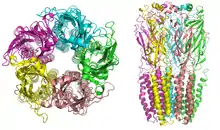 Récepteur nicotinique depuis la synapse et de côté