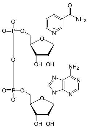 Structure chimique du NAD