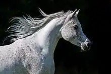 Tête d'un cheval gris, vue de profil sur fond noir, avec la crinière qui vole au vent.