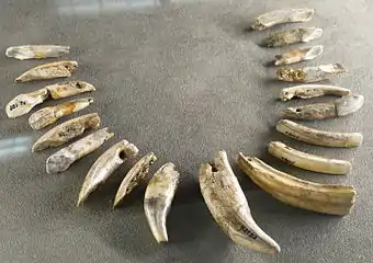 Collier fait avec des dents d'ours, de cheval, de wapiti, de castor, Aurignacien