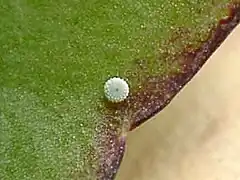 Œuf sous une feuille de Kalanchoe.