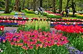 Le jardin de Keukenhof. Très visité, il est le plus grand parc floral au monde.