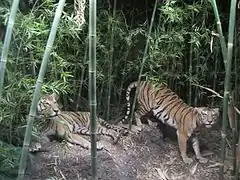 Tigres au Muséum d'histoire naturelle de Berne