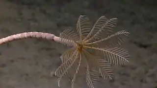 Crinoïde fixe contemporaine dans les abysses. Les articles de la tige sont bien visibles.