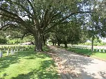 Les vieux arbres le long de la route du cimetière militaire