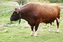 taureau rouge à tête marron chocolat, enchainé par le nez. Le bas des pattes est blanc
