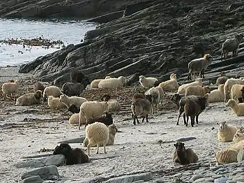 Un troupeau de moutons North Ronaldsay sur la plage.