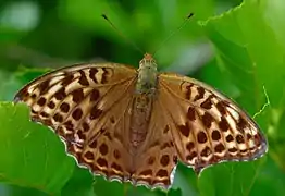 Argynnis paphia