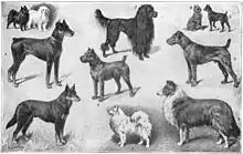 Gravure ancienne montrant 11 races de chien