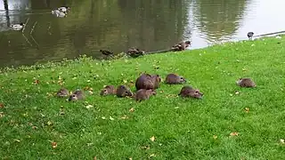 En famille sur la pelouse d'un parc, avec des colverts, en Allemagne