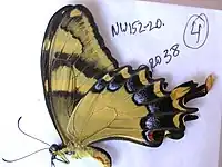 Papilio machaonides, ailes repliées