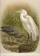 Aigrette sacrée, forme sombre, et Ardea alba modesta. Illustration de John Gerrard Keulemans.