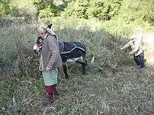 Âne utilisé dans les travaux agricoles