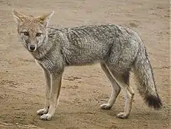 Renard gris (L. gymnocercus).