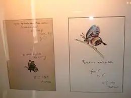 Papillons dessinés par Nabokov pour sa femme