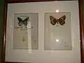 Illustrations de papillons dans son livre The other shores