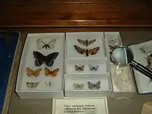 photo de la collection de papillons de Nabokov