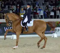 Cheval au piaffer sur une reprise de dressage.