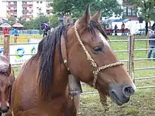 Tête d'un cheval portant une cloche au cou.