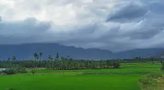 Rizière dans la région de Nagercoil en été, au vent (exposée aux moussons d'été).