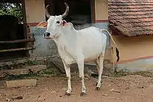 Photo couleur d'une vache blanche à muffle et fouet de queue noir, dans une rue en terre battue.