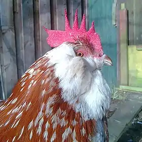 Tête de coq barbu de Thuringe fauve pointé blanc