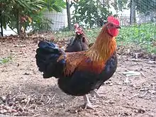 Marans naines