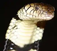 Cobra d'eau(Naja annulata)