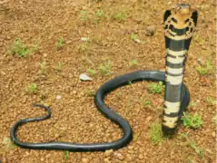 Cobra des forêts(Naja melanoleuca)