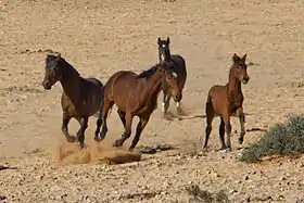 Groupe de chevaux du Namib bais au galop.
