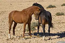 Deux chevaux, celui de gauche appuyant sa tête sur celui de droite.