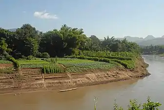 Cultures maraîchères le long de la Nam Khan