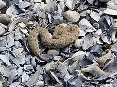 Description de l'image Namaqua dwarf adder, Namaqualand, Northern Cape, South Africa.JPG.