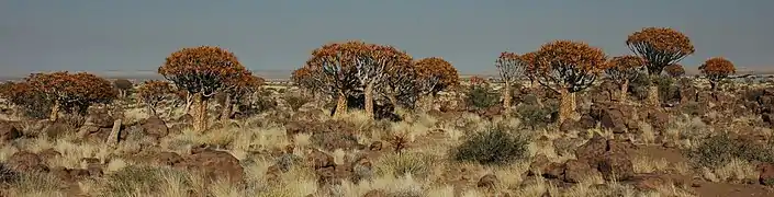 La « forêt » d'arbres aux carquois en Namibie.