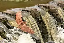 Petit oiseau brun déployant ses ailes au-dessus d'une petite cascade.