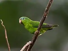 Description de l'image Nannopsittaca dachilleae - Amazonian Parrotlet; Rio Branco, Acre, Brazil.jpg.