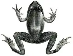 Description de l'image Nanorana vicina from Sclater 1892.jpg.