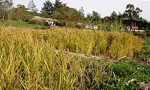 La « Colline de Suncheon » : la rizière