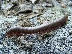 Description de l'image NarceusAmericanusMillipede.jpg.